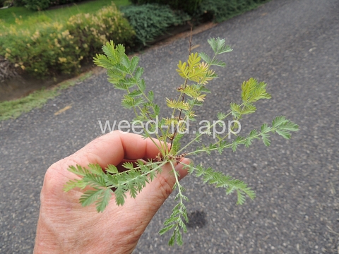 burnet, annual